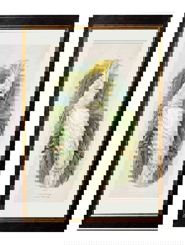 Exceptional Art c.1875 Cockatoos