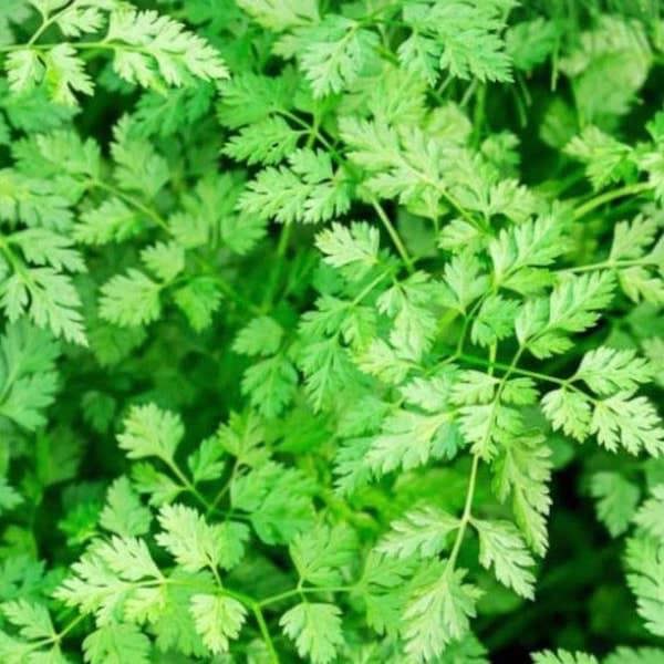 Herb chervil seeds producing delicate, aromatic foliage ideal for kitchen gardens and containers.