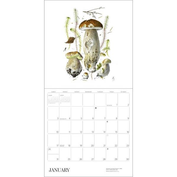 Alexandar Viazmensky, Mushrooms Calendar 2027, Wall Calendars, Month To View, Natural World, Gift