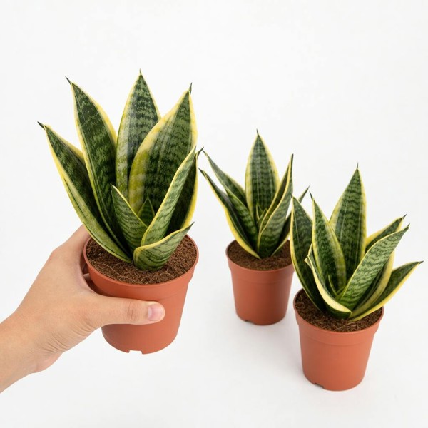 Sansevieria Superba in 12cm Pot | Air-Purifying Snake Plant for Low Light Spaces - Nursery Pot - 3
