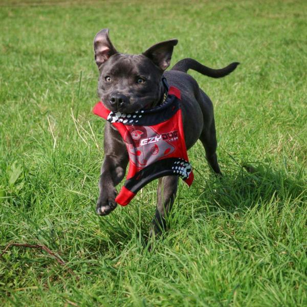 EzyDog DogStar Flyer Frisbee