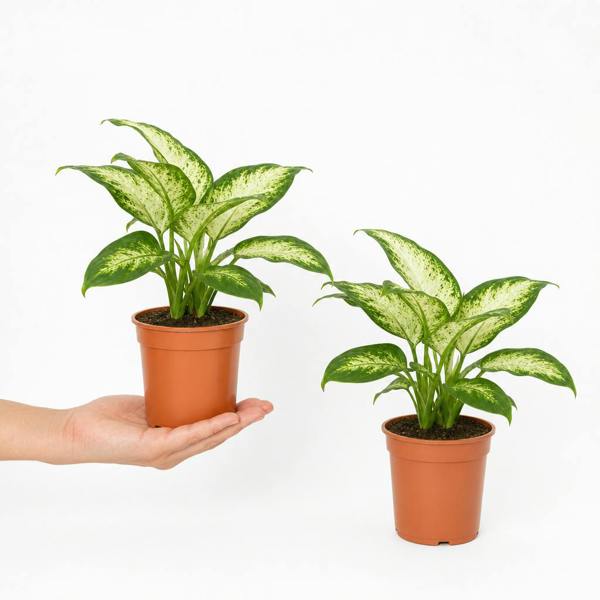 Dieffenbachia Compacta Dumb Cane 12cm Pot Plants By Post