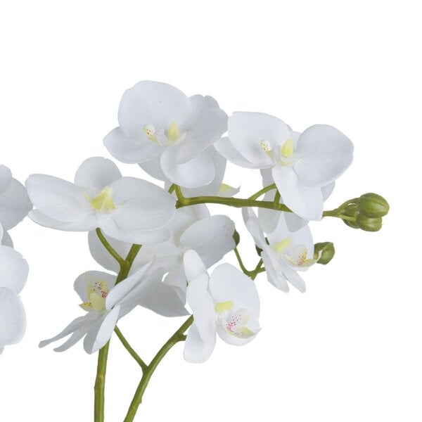 Wyld Haus Artificial Flowers White Orchid in Glass Pot
