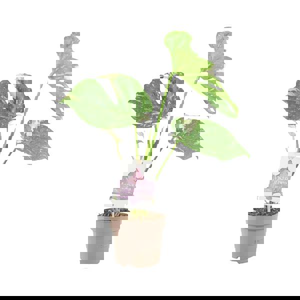 Monstera Thai Constellation – A Rare & Highly Sought-After Variegated Houseplant Plants By Post