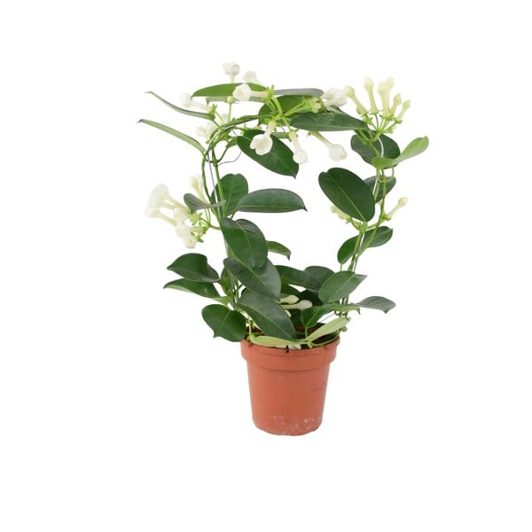 Stephanotis Floribunda Jasmine Hoop 12cm Plants By Post