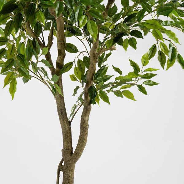 Scottish Everlastings 170cm Real touch Ficus in plastic pot