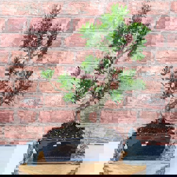 Buddhist Pine (Podocarpus Micro) Bonsai Tree | Shaped | In 25cm Pot