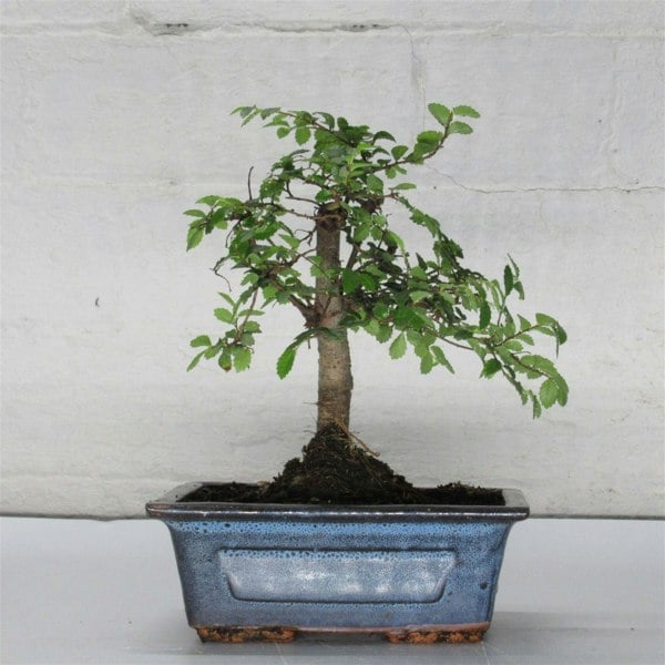 Chinese Elm (Ulmus Parvifolia) Bonsai Tree | Broom | In 15cm Pot - Yorkshire Bonsai