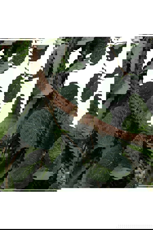 Living and Home D55cm Artificial Topiary Hanging Wreath Eucalyptus Leaf Decoration