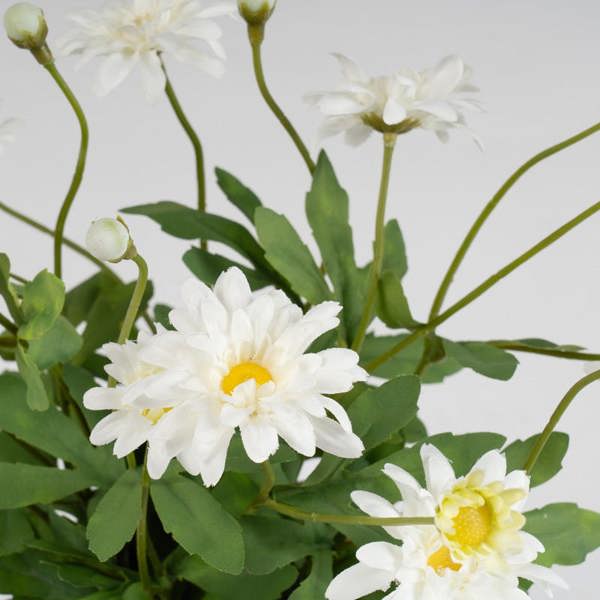 Scottish Everlastings 35cm Classic Daisy in Terracotta Pot