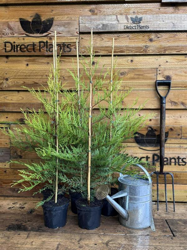 Direct Plants 5x Extra Large Golden Leylandii Castlewellan Hedging Trees 3ft Tall in 3 Litre Pots By Direct Plants