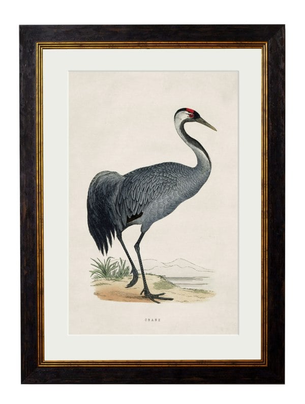 Exceptional Art c.1850's British Wading Birds