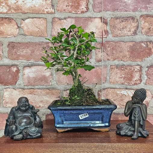 Yorkshire Bonsai Fukien Tea Tree (Carmona Retusa) Bonsai Tree | Broom | In 15cm Pot - 3768