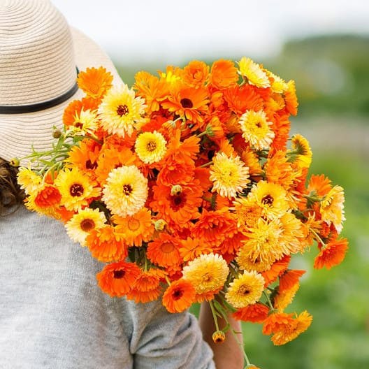 Calendula marigold seeds