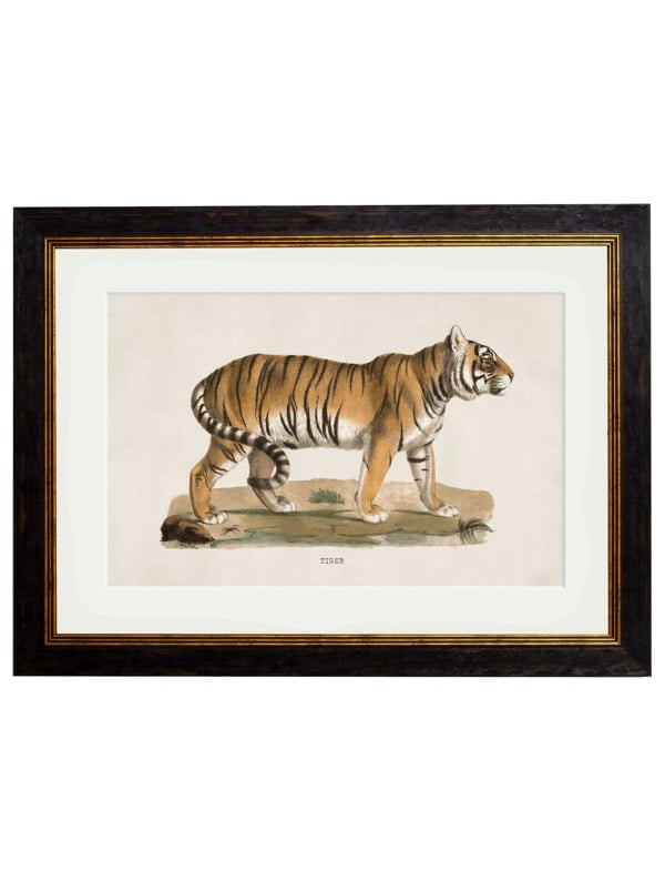 Exceptional Art c.1824 Tiger