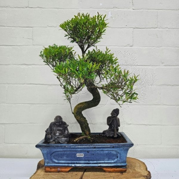 Yorkshire Bonsai Brush Cherry (Syzygium) Bonsai Tree | Shaped | In 30cm Pot