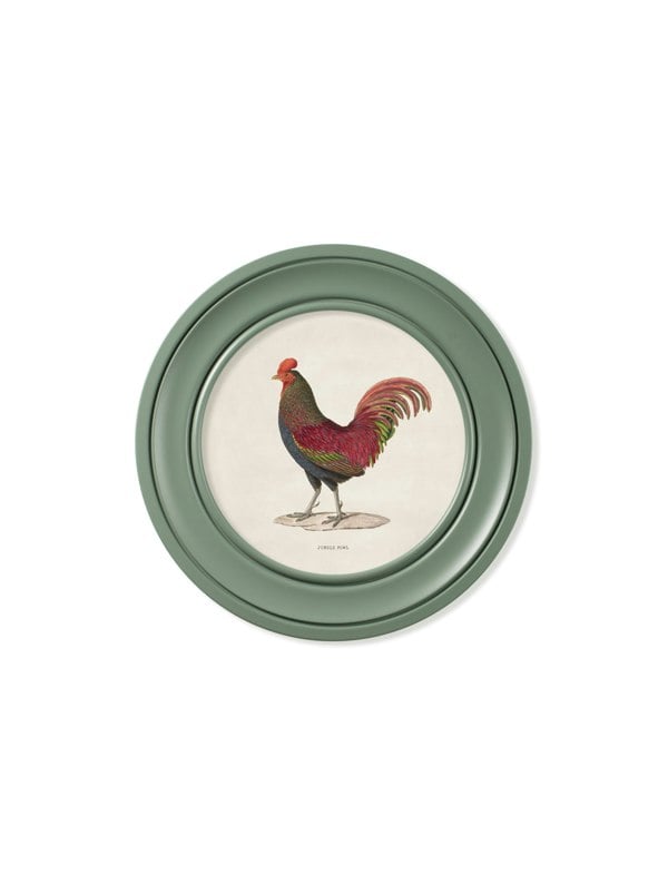 Exceptional Art c.1838 Junglefowl in Round Frames Green