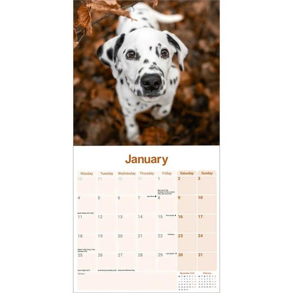 Dalmatian Calendar 2027, Wall Calendars, Month To View, Dogs, Gift