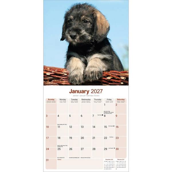 Schnauzer Calendar 2027, Wall Calendars, Month To View, Dogs, Gift