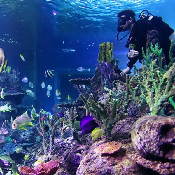 Virgin Experience Days Dive With Sharks At Skegness Aquarium
