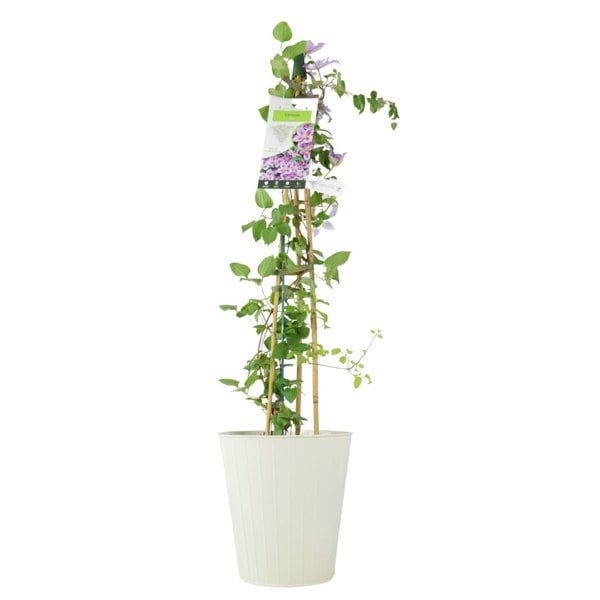 Clematis Piilu – 3 L Pot – Early-Flowering Pink Climbing Clematis plants by post