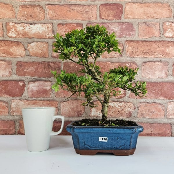 Yorkshire Bonsai Japanese Holly (Ilex Crenata) Bonsai Tree | Shaped | In 20cm Pot