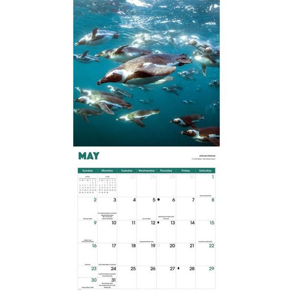 Penguins Calendar 2027, Wall Calendars, Month To View, Animals, Gift
