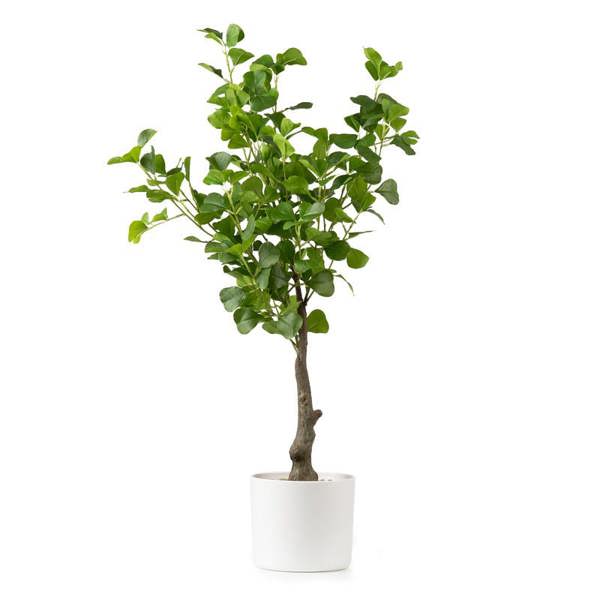 Scottish Everlastings 75cm Heart-leaf Ficus Tree in White Pot