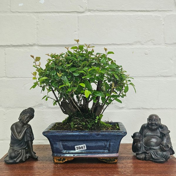 Yorkshire Bonsai Bird Plum (Sageretia) Bonsai Tree | Broom | In 15cm Pot