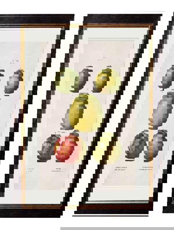 Exceptional Art c.1819 Study of British Fruit