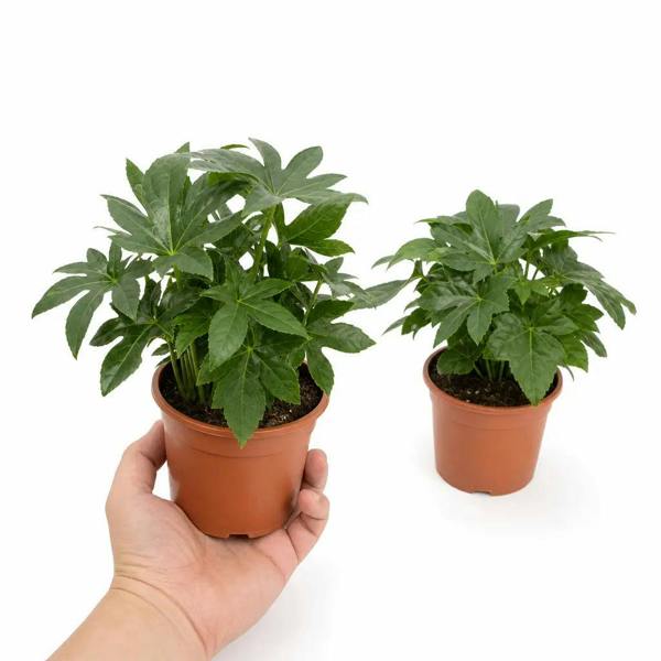 Fatsia Paper Plant 12cm Pot - Air Purifying Plant Plants By Post