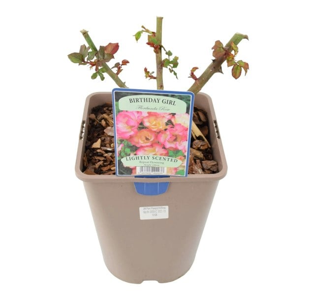 Rose Birthday Girl 5.5 Litre Pot Plants By Post