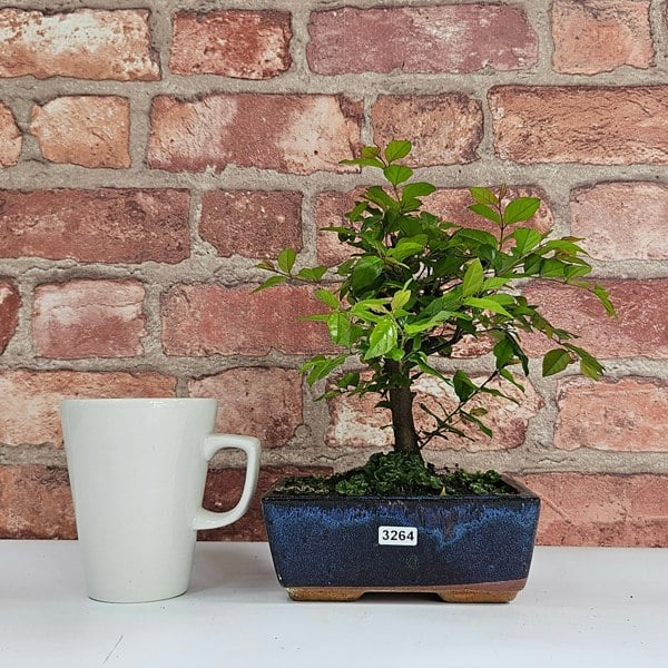 Yorkshire Bonsai Bird Plum (Sageretia) Bonsai Tree | Broom | In 15cm Pot