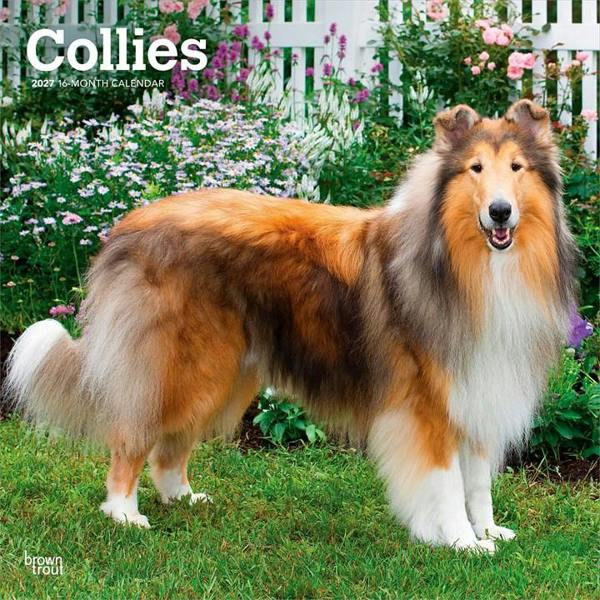 Collies Calendar 2027, Wall Calendars, Month To View, Dogs, Gift