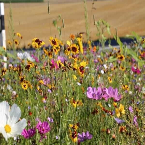 wildflower mixture