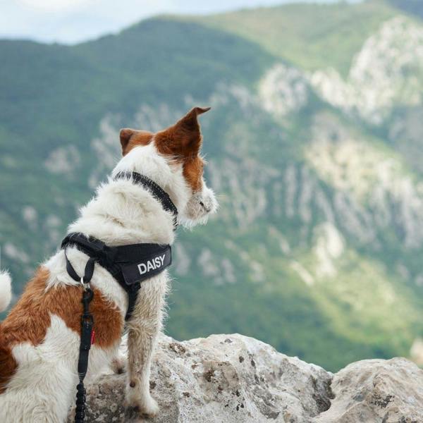 EzyDog Essential Adjustable Dog Collar in Black