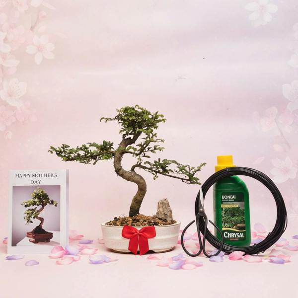 Yorkshire Bonsai Mother's Day Bonsai Starter Bundle | Chinese Elm (Ulmus Parvifolia) | Shaped