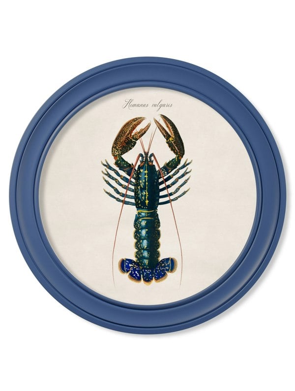 Exceptional Art c.1876 Marine Lobster in Round Frames Blue