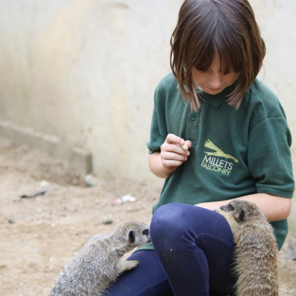 Virgin Experience Days Meet And Feed The Meerkats For Two At Millets Falconry Centre