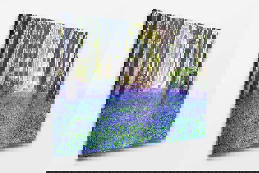 canvas wall print of bluebell forest landscape