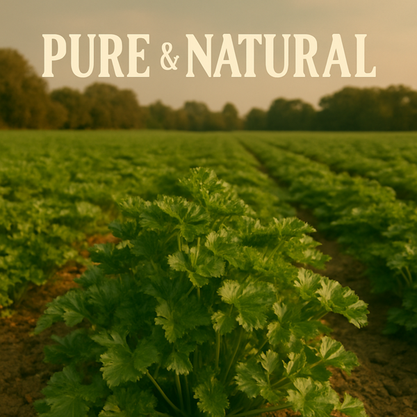 Ol'Vita Parsley Seed Oil | Cold Pressed | Unrefined