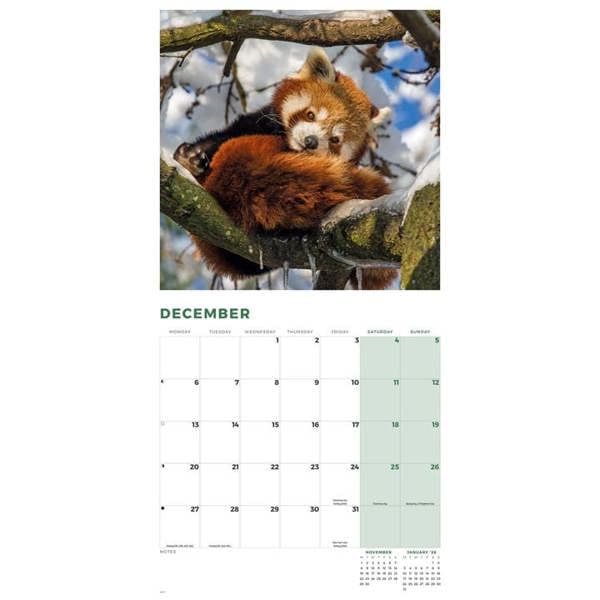 Red Panda Calendar 2027, Wall Calendars, Month To View, Animals, Gift