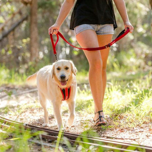 EzyDog Zero Shock Dog Lead in Red
