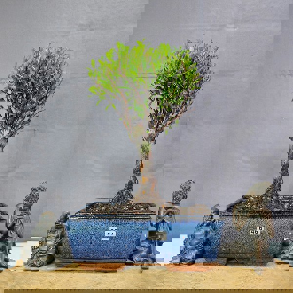 Yorkshire Bonsai Brush Cherry (Syzygium) Bonsai Tree | Broom | In 20cm Pot