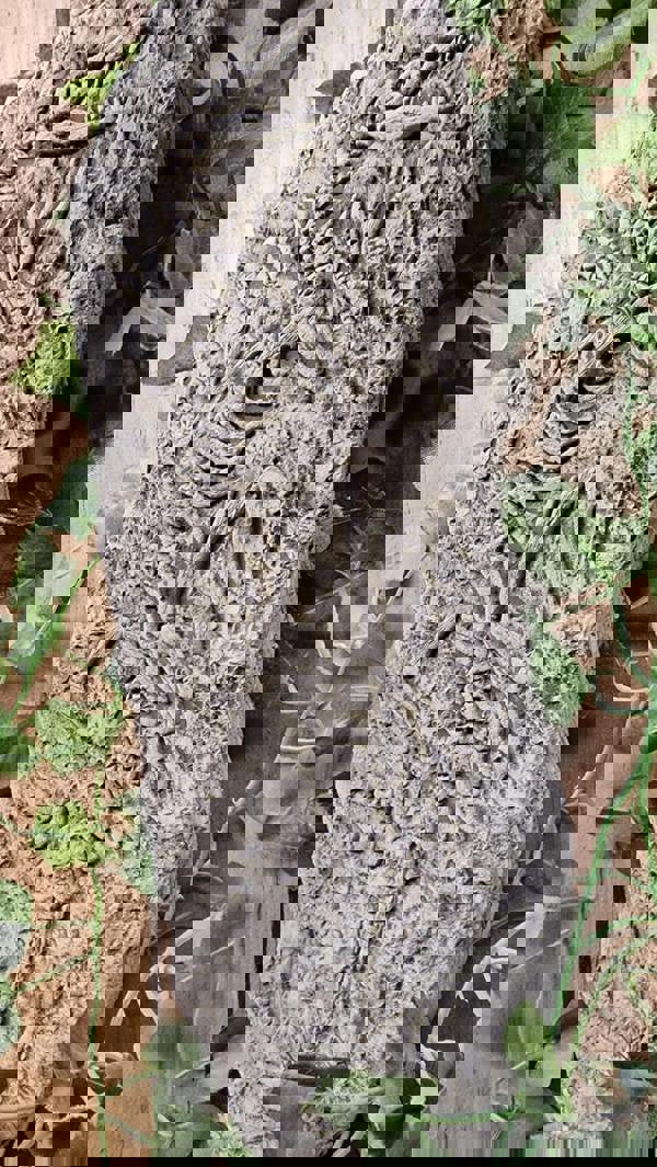 Stone Cast Jurassic Design Wall Plaque