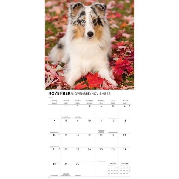 Shetland Sheepdogs Calendar 2027, Wall Calendars, Month To View, Dogs, Gift