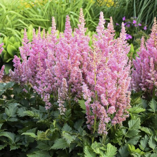 Astilbe Ton Glorie Pink False Spirea Perennial Plant 2L Pot
