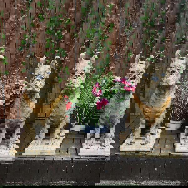 Pair of Life Size French Bulldog Statues