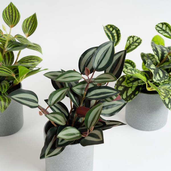Scottish Everlastings Set of 3 Mini Trailing Plants in Grey Pots