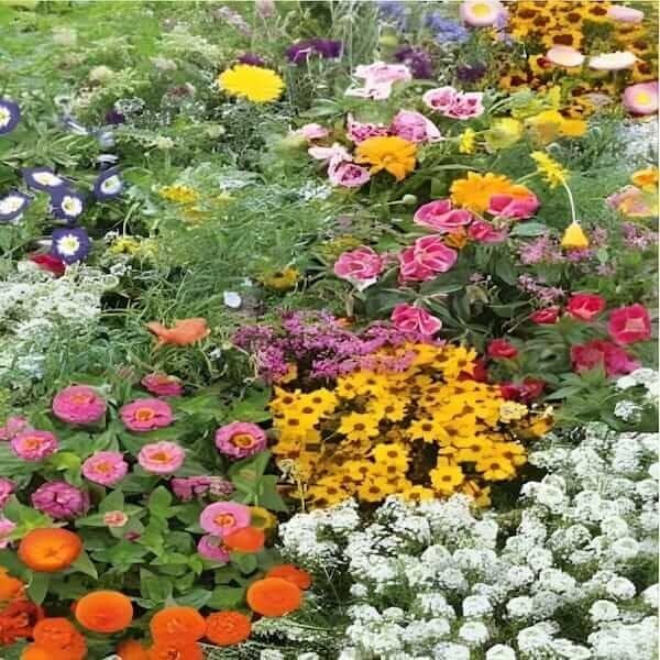 Ornamental Special Mixtures Dwarf annual flowers